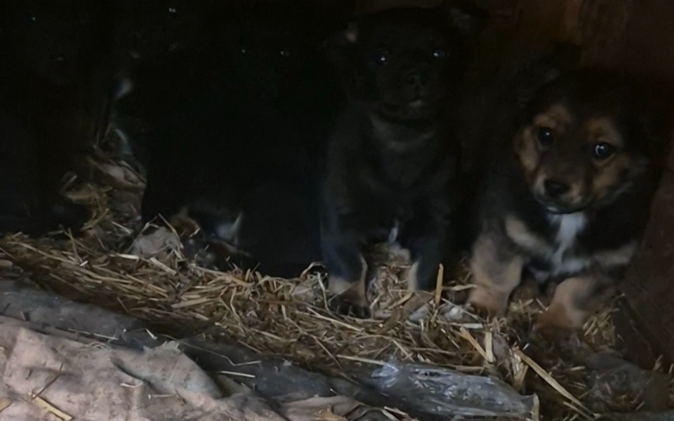 
        Szczeniaki w ciemnym pomieszczeniu, wyglądające na niepewne.
    