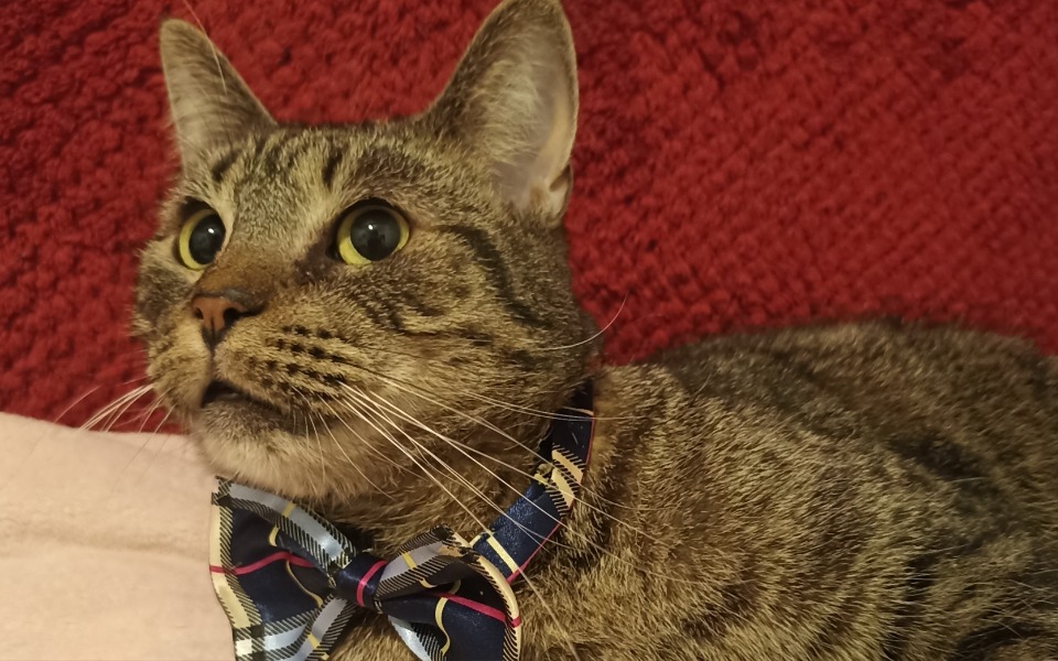 
        Kot w muszce, leżący na czerwonym tle.
    