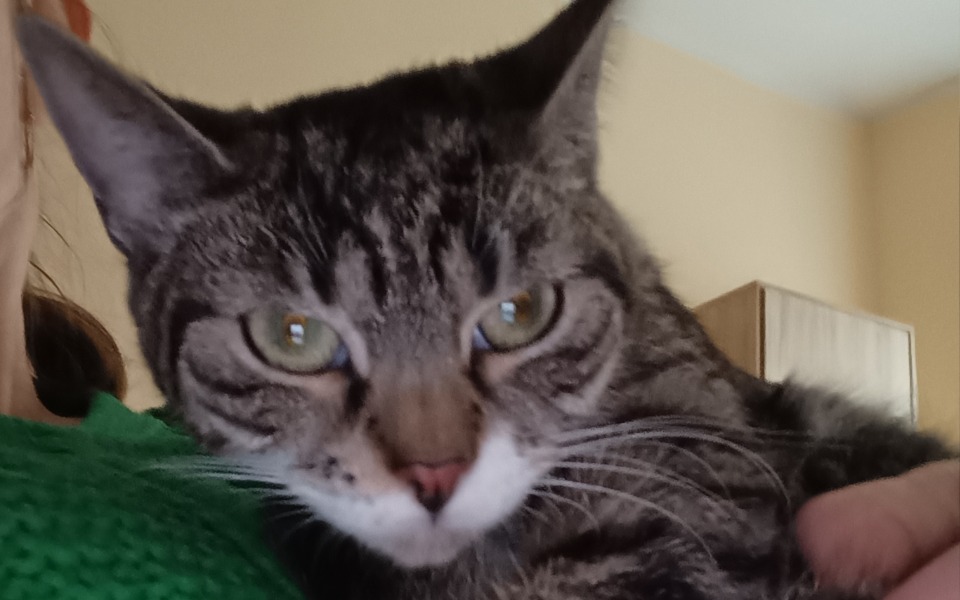 
        Kot trzymany na rękach, z wyrazem twarzy pełnym zaskoczenia.
    