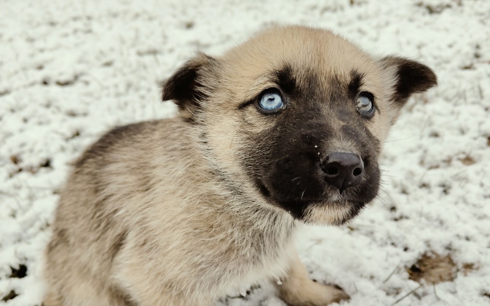 
        Szczeniak z niebieskimi oczami na śniegu, wygląda na ciekawskiego.
    