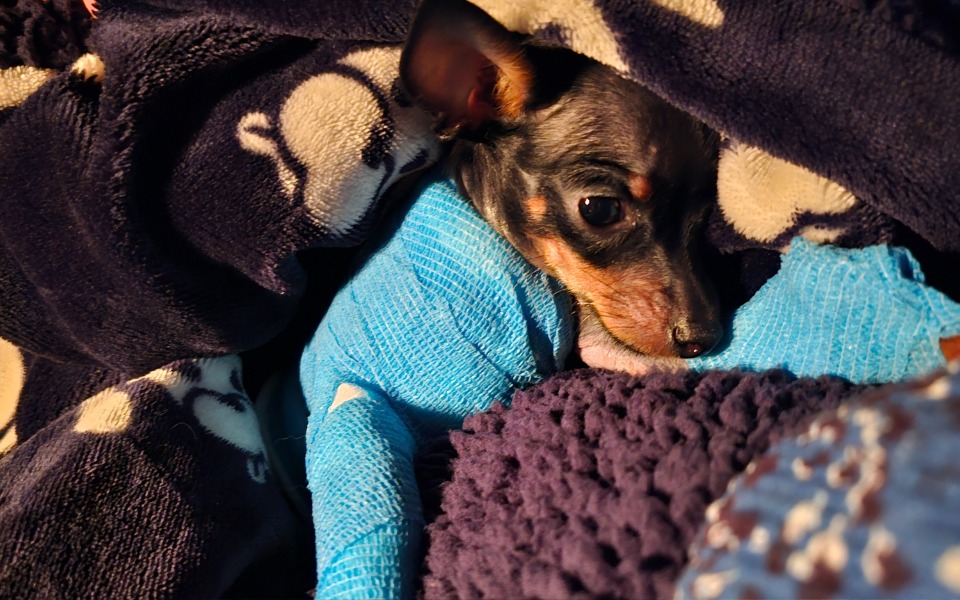 
        Mały pies owinięty w koc, z widocznymi tylko oczami.
    