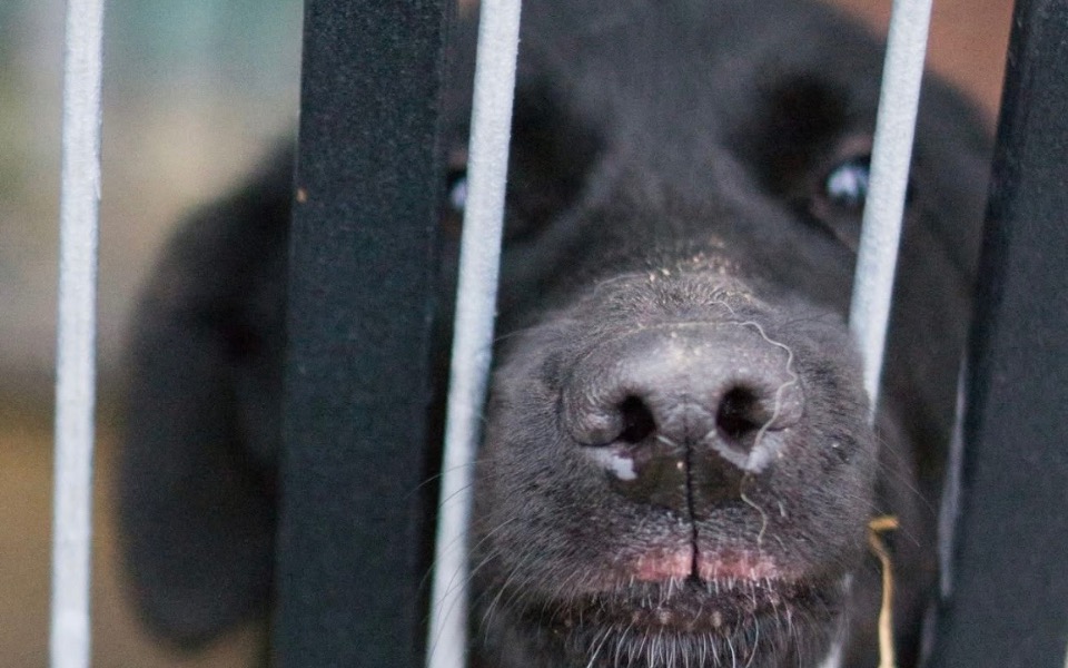 
        Czarny pies patrzący przez metalowe ogrodzenie.
    
