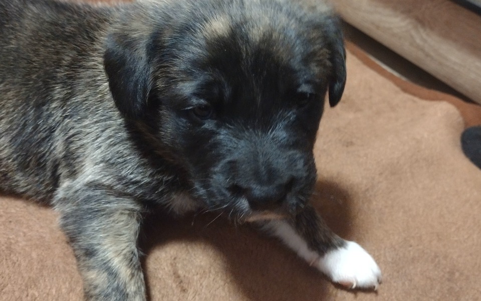 
        Szczeniak leżący na brązowym kocu.
    