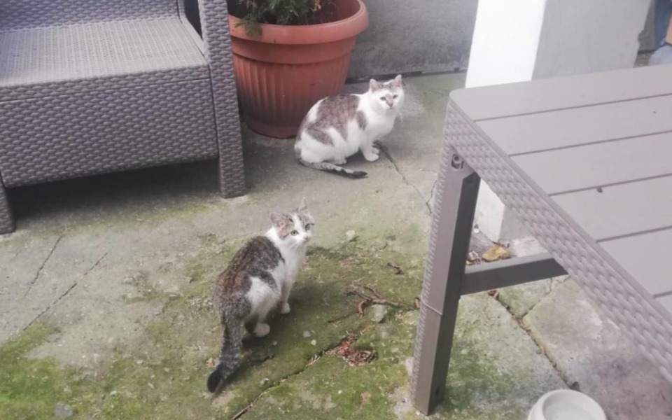 
        Dwa koty na podwórku, patrzące w stronę kamery.
    