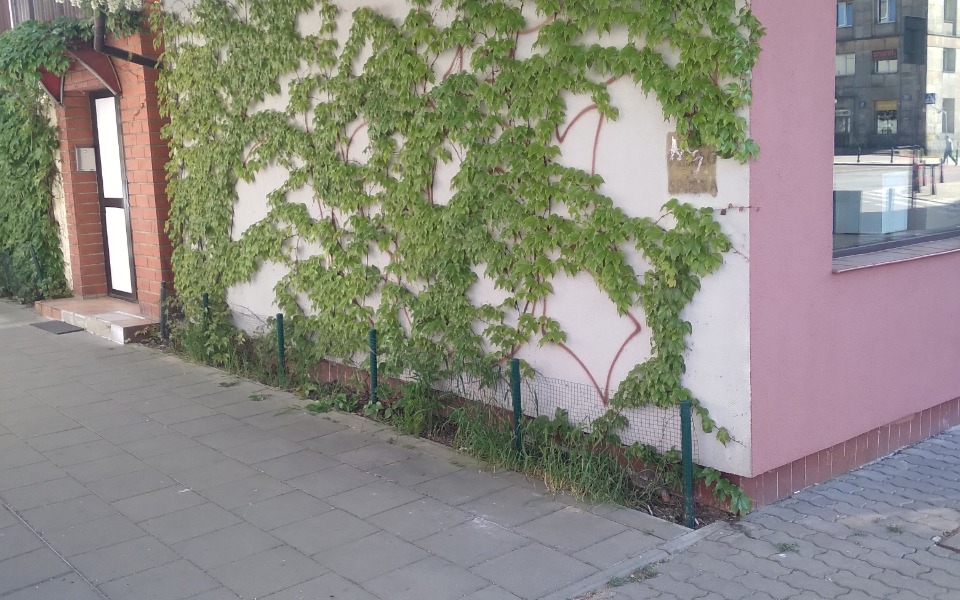 
        Zielone pnącza pokrywające ścianę budynku.
    