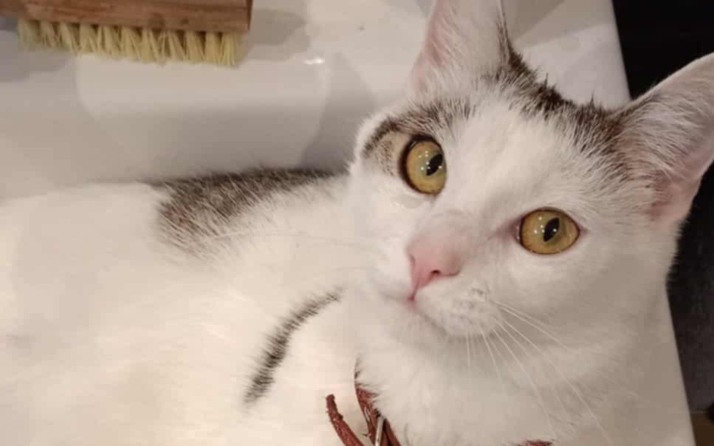 
        Biały kot leżący na stole, z ciekawymi oczami.
    