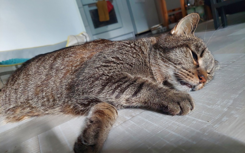 
        Kot leżący na podłodze, odpoczywa w słońcu.
    