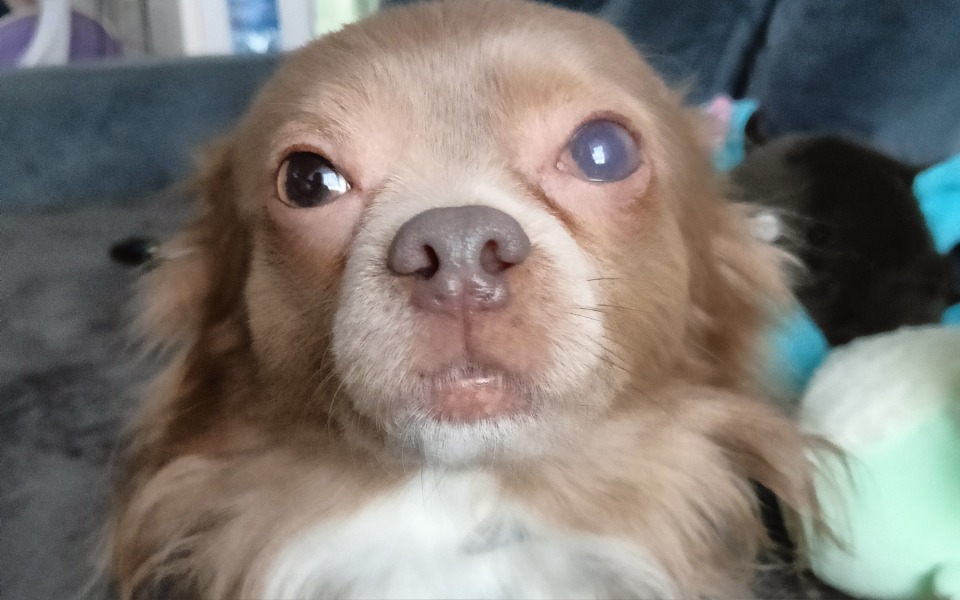 
        Pies z wyrazem twarzy, który przyciąga uwagę.
    