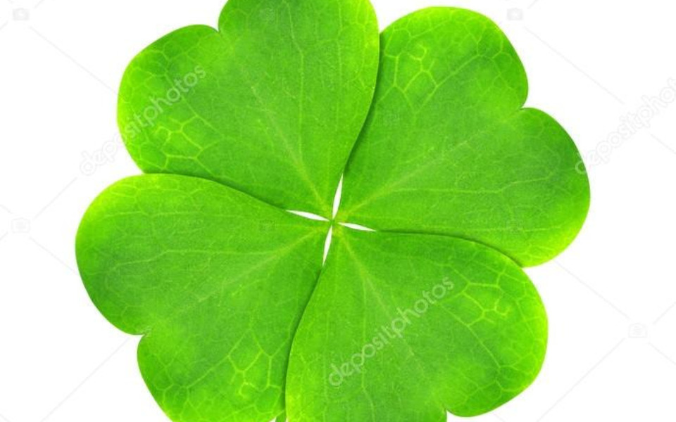 
        Czterolistna koniczyna na białym tle, symbol szczęścia.
    