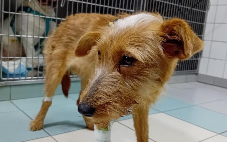 
        Pies w klinice weterynaryjnej z opatrunkiem na nodze.
    