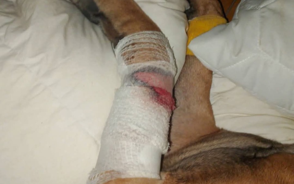 
        Zraniona noga psa, opatrunek na ranie.
    