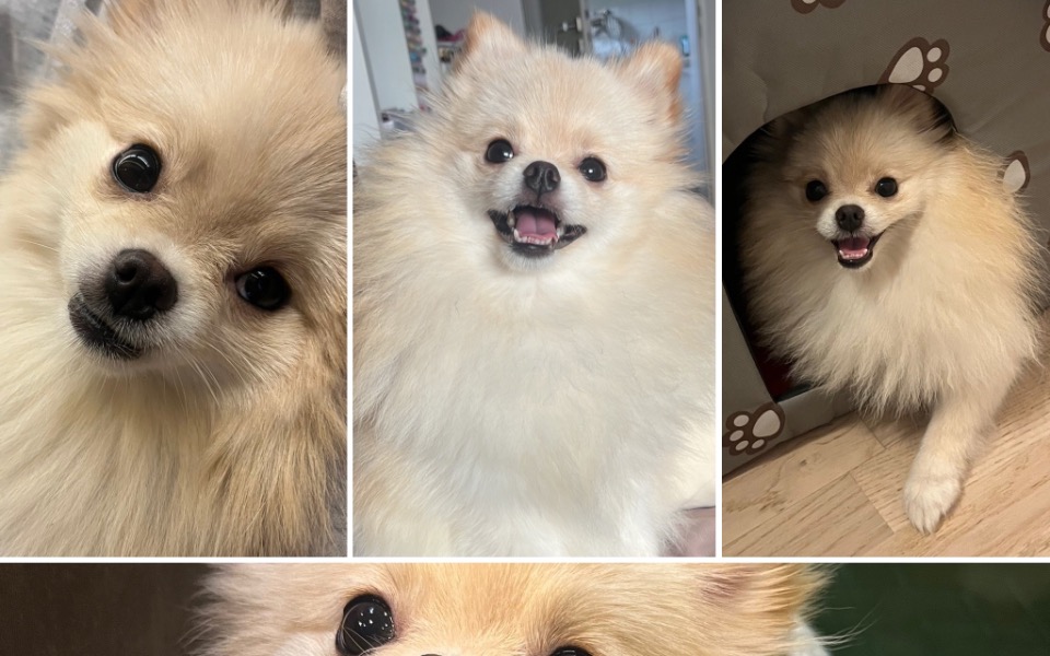 
        Kolaż zdjęć uśmiechających się pomeranianów.
    