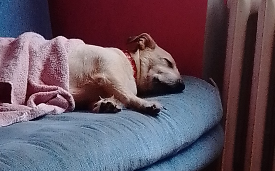 
        Śpiący pies owinięty w różowy koc na niebieskiej kanapie.
    