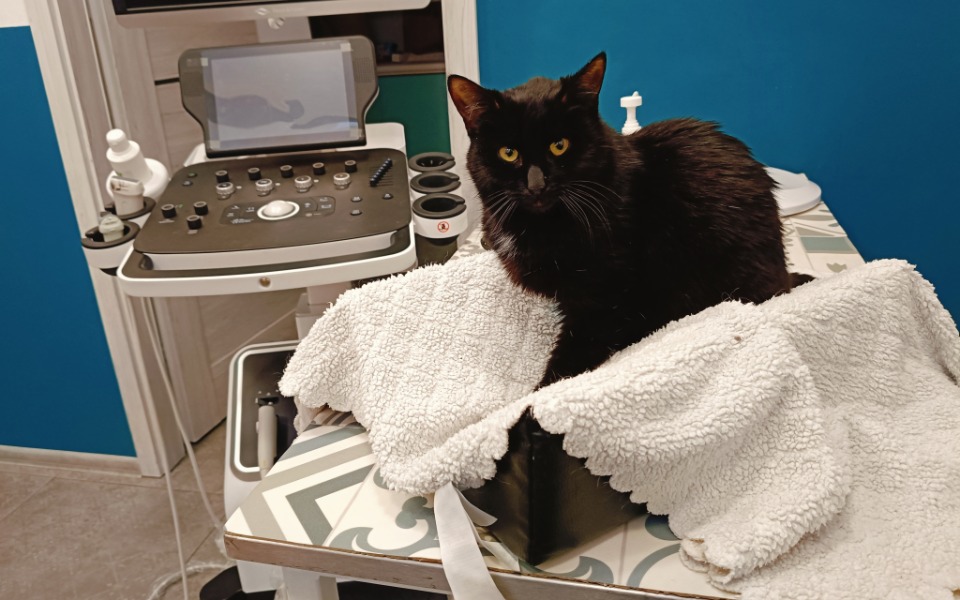 
        Czarny kot na stole weterynaryjnym, otoczony sprzętem medycznym.
    