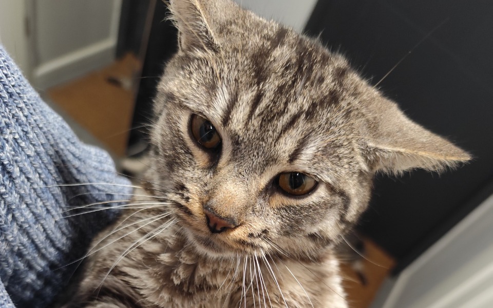 
        Szary kot trzymany na rękach, z wyrazem ciekawości.
    