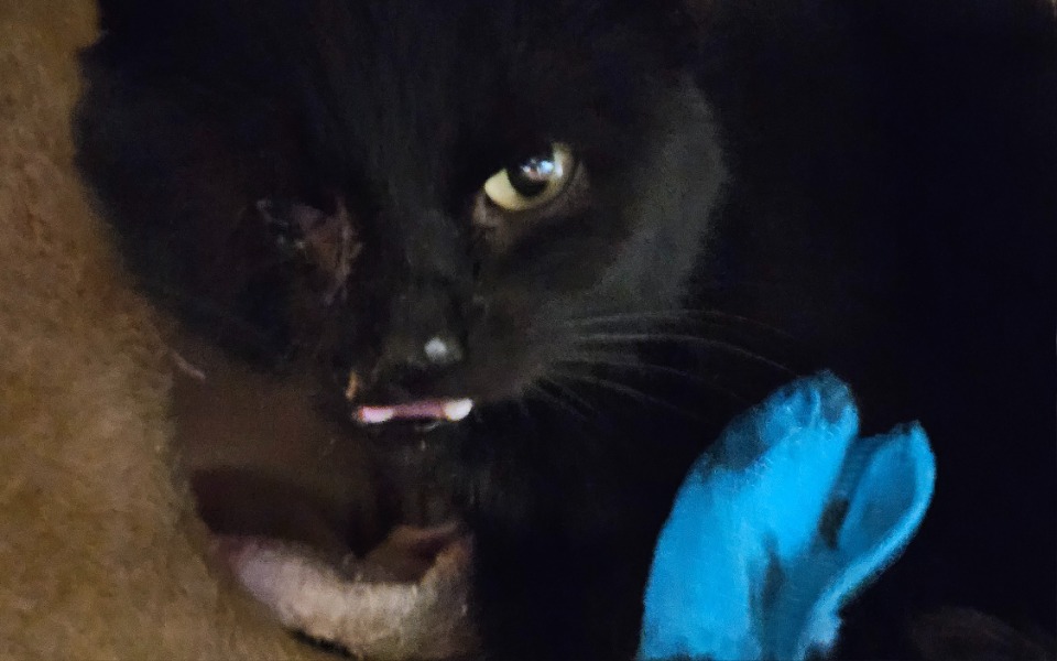 
        Czarny kot z niebieską rękawicą, w nietypowej pozie.
    