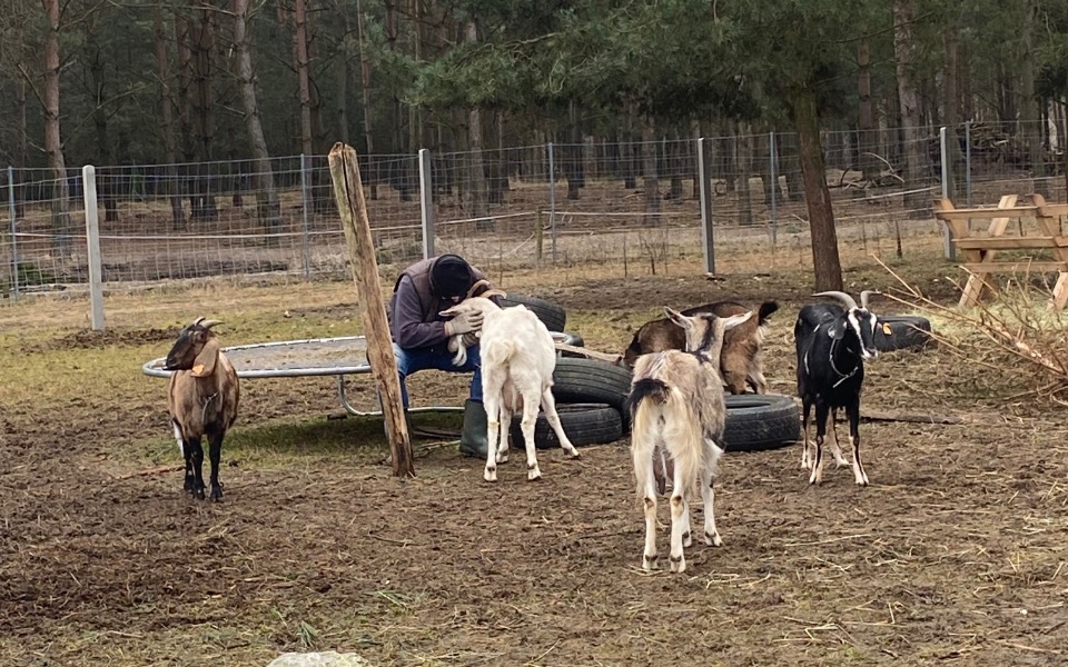 
        Osoba siedząca na huśtawce w towarzystwie kóz w lesie.
    