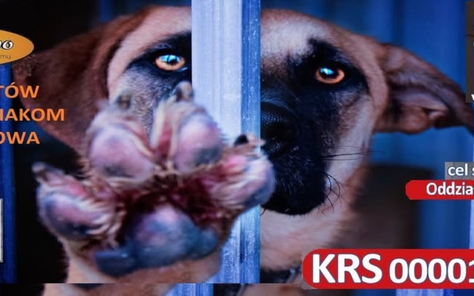 
        Pies w schronisku, proszący o pomoc i nowy dom.
    