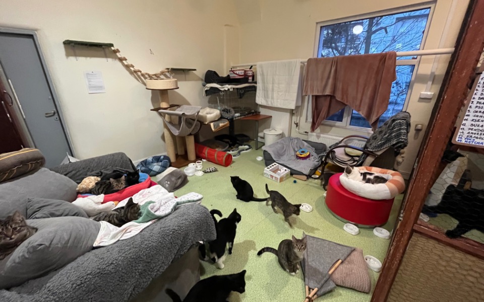 
        Koty w schronisku, bawiące się w przestronnym pomieszczeniu.
    