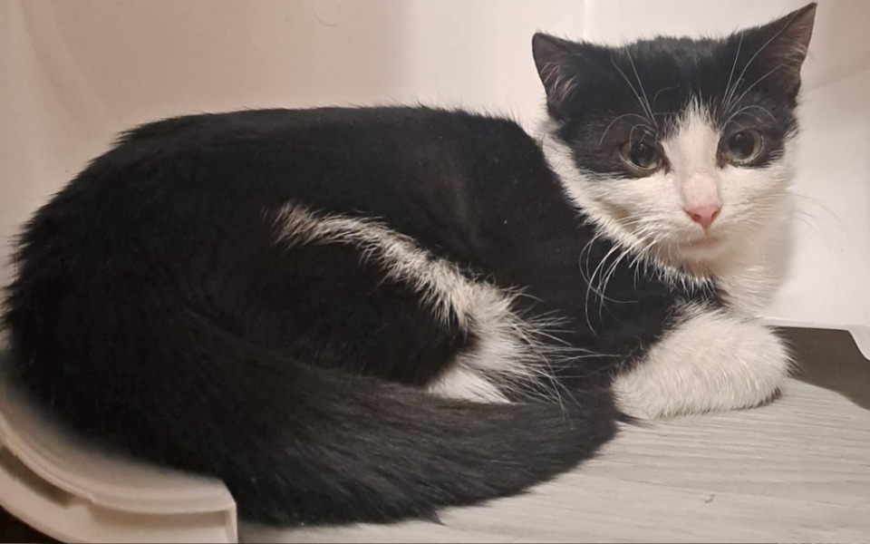 
        Czarnobiała kotka leżąca w wygodnym miejscu.
    