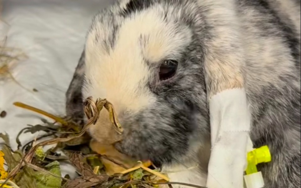 
        Królik z opatrunkiem, jedzący zioła.
    