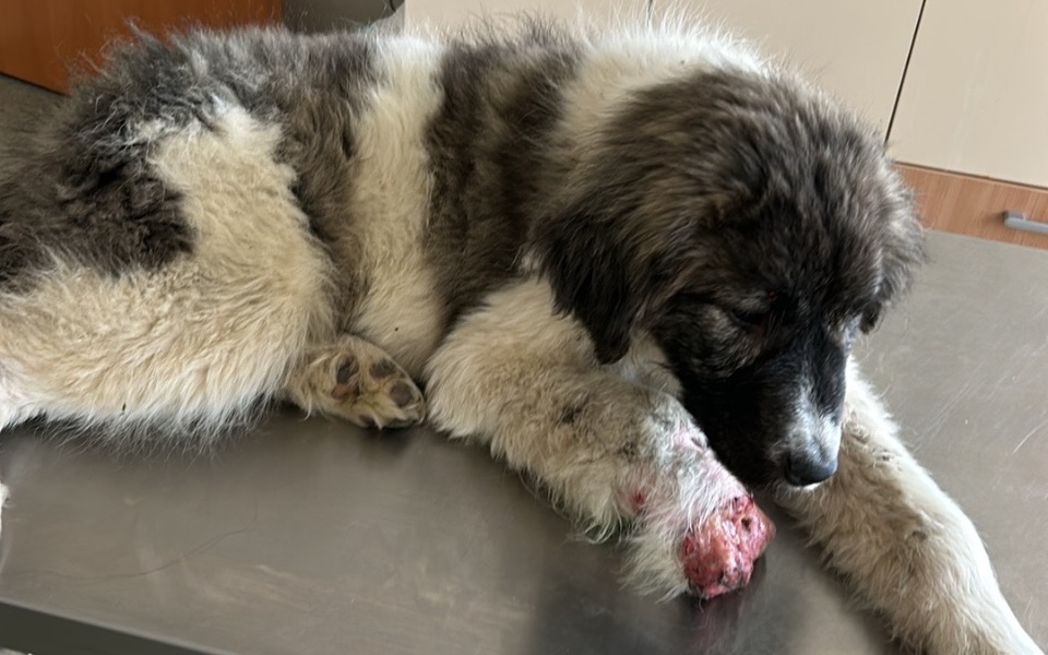 
        Szczeniak leżący na stole, z raną na łapie.
    