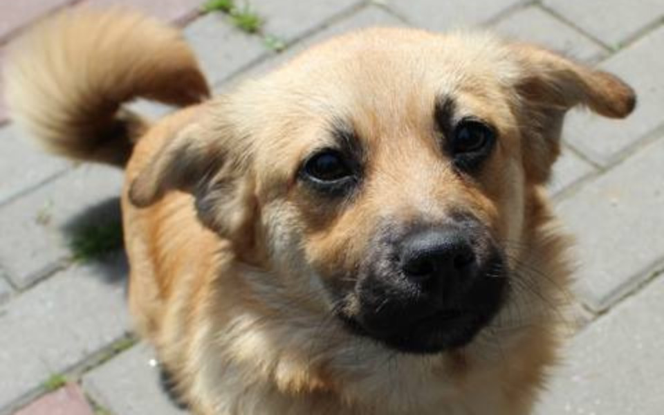 
        Słodki pies z dużymi oczami, patrzący w obiektyw.
    