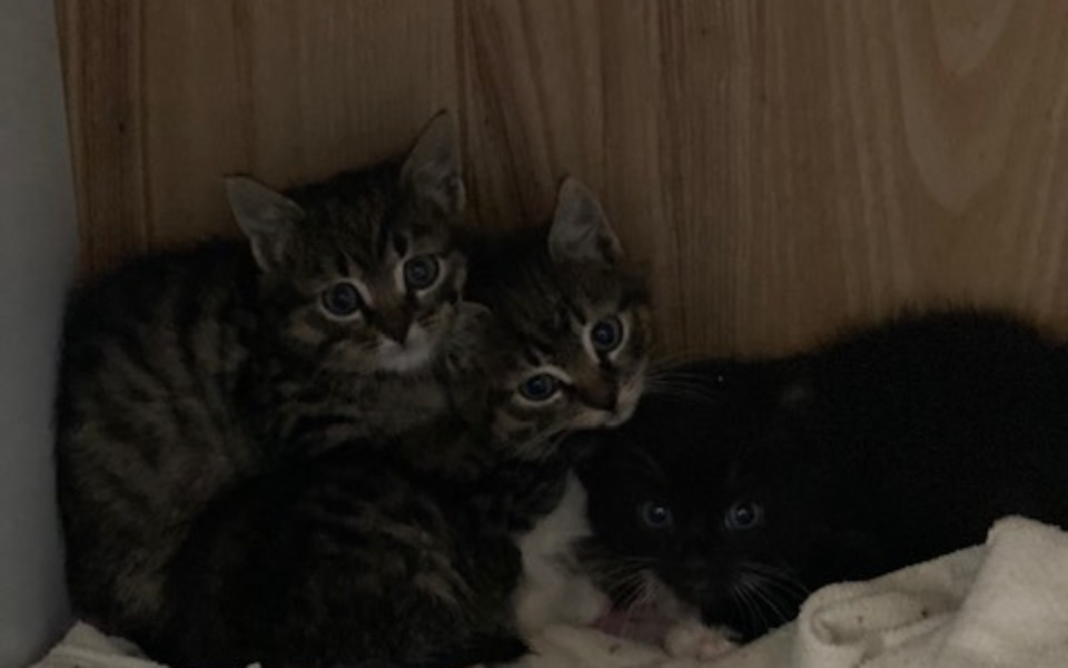 
        Cztery małe kotki przytulone do siebie w ciemnym kącie.
    