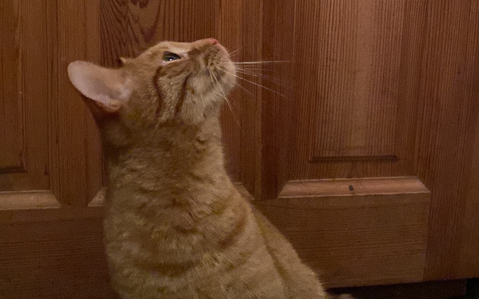 
        Kot patrzący w górę, z wyraźnym zainteresowaniem.
    