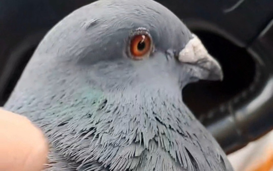 
        Skrzydlaty ptak z wyraźnymi oczami.
    