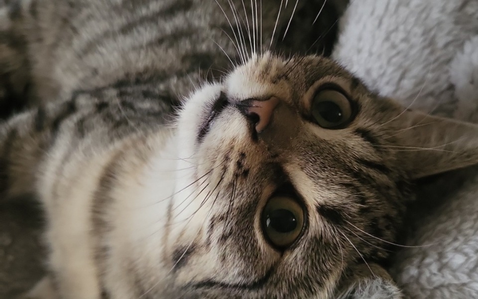 
        Kot leżący na poduszce, patrzący w obiektyw.
    