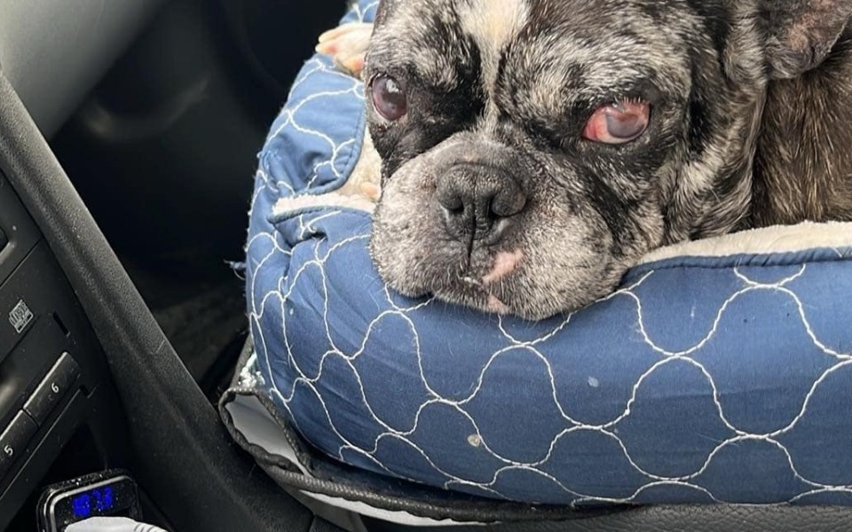 
        Stary pies w samochodzie, z wyrazem smutku na twarzy.
    