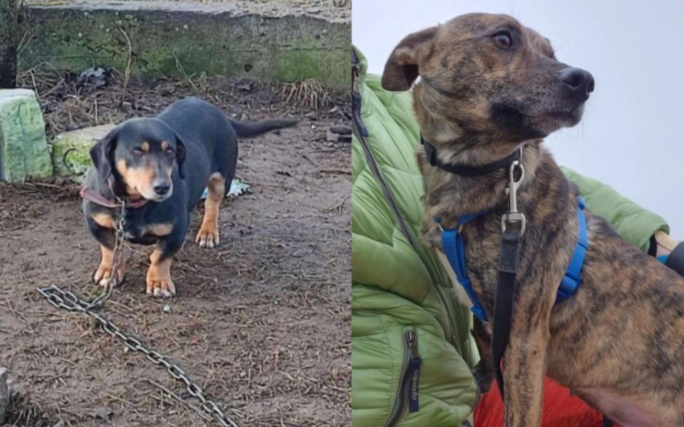 Dwa psy, jeden na łańcuchu, drugi w uprzęży, na zewnątrz.