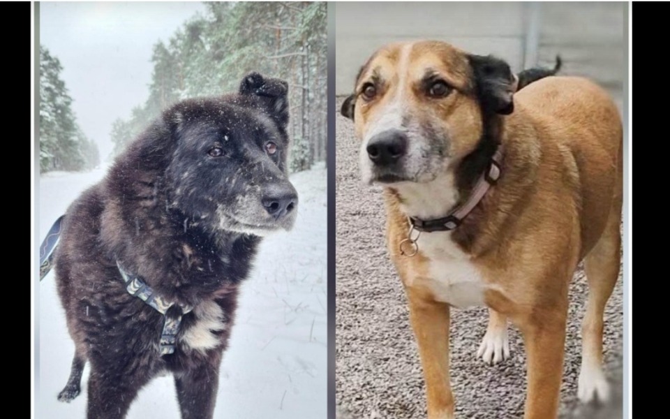 
        Dwa psy w zimowym otoczeniu.
    