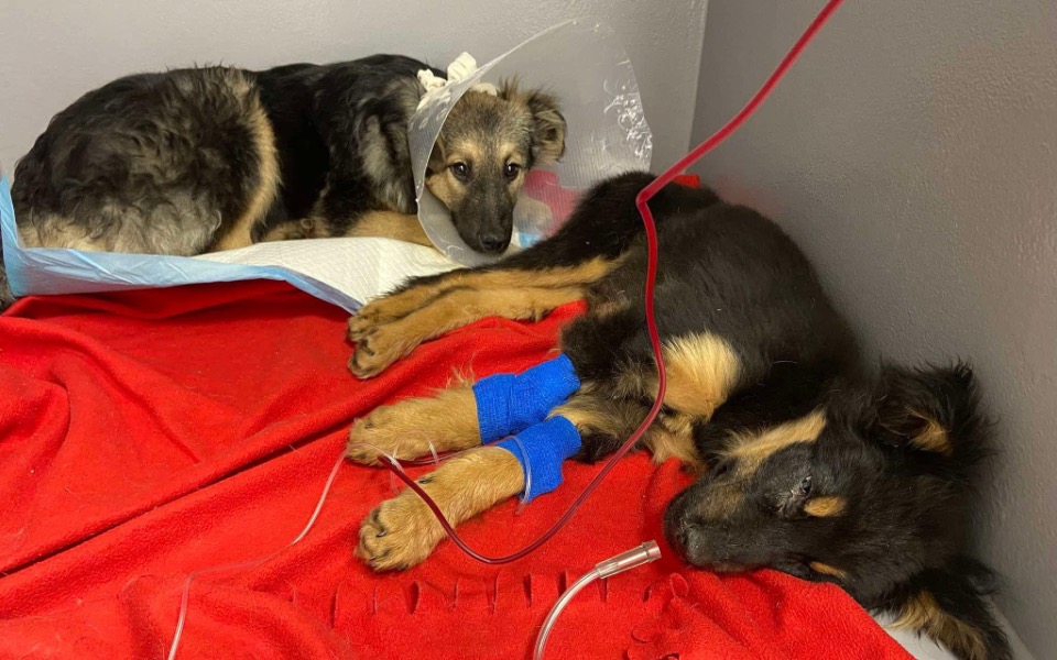 
        Dwa szczeniaki w klinice, jeden z obrożą ochronną.
    