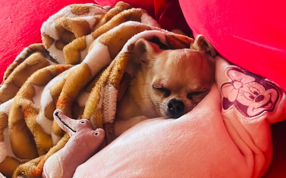 
        Mały piesek śpiący w kocyku, otulony i zrelaksowany.
    