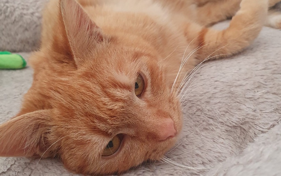 
        Rudy kot leży na szarej kocyku, wygląda na zrelaksowanego i spokojnego.
    