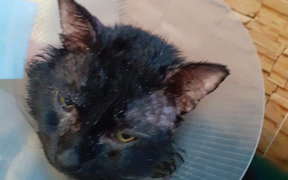 
        Kot w kołnierzu ochronnym, z mokrym futrem, wygląda na zmartwionego.
    