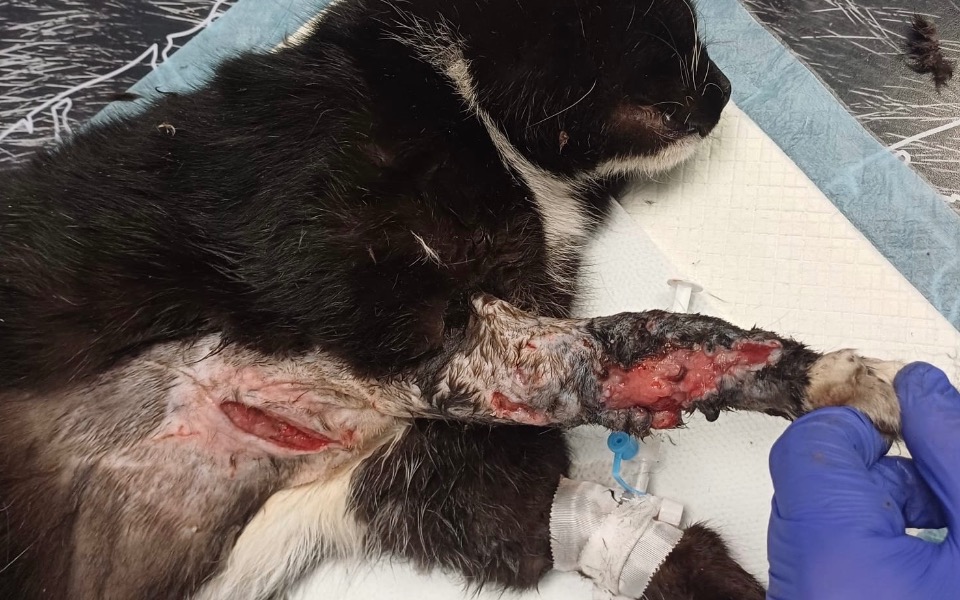 
        Ranny kot z uszkodzoną łapą, otrzymujący pomoc weterynaryjną.
    