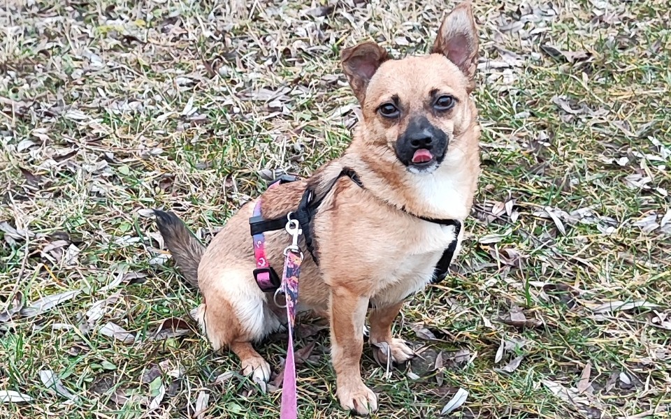 
        Mały pies na spacerze, z językiem na wierzchu.
    