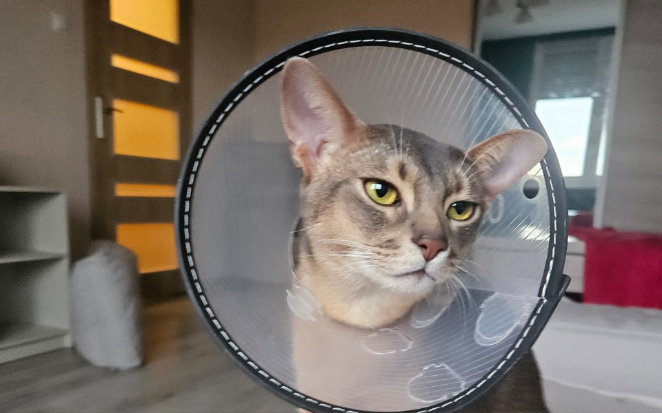 
        Zraniony ptak z widocznymi obrażeniami na plecach.
    