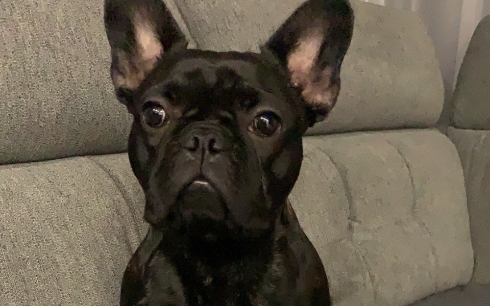 
        Czarny buldog francuski siedzący na kanapie, z wyrazem twarzy.
    