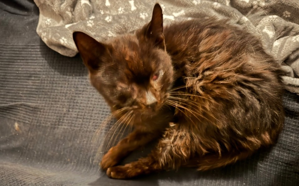 
        Czarny kot leżący na szarej narzucie, z zamkniętymi oczami.
    