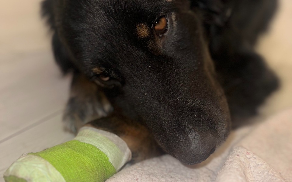 
        Pies z opatrunkiem na nodze, potrzebujący pomocy.
    