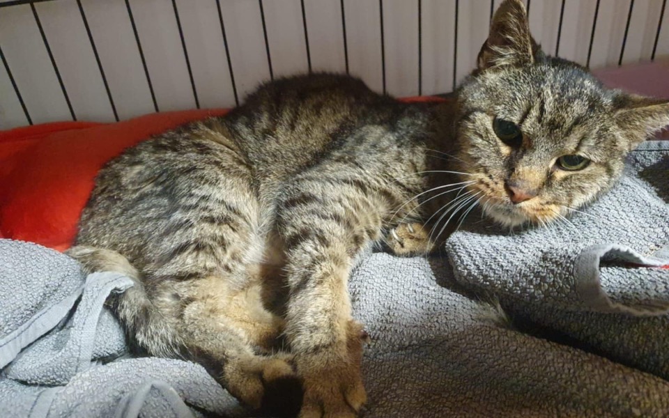 
        Kot leżący na kocu, z wyrazem spokojnej ciekawości.
    