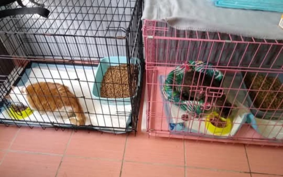 
        Dwa koty w klatkach, jeden z nich je, drugi odpoczywa.
    