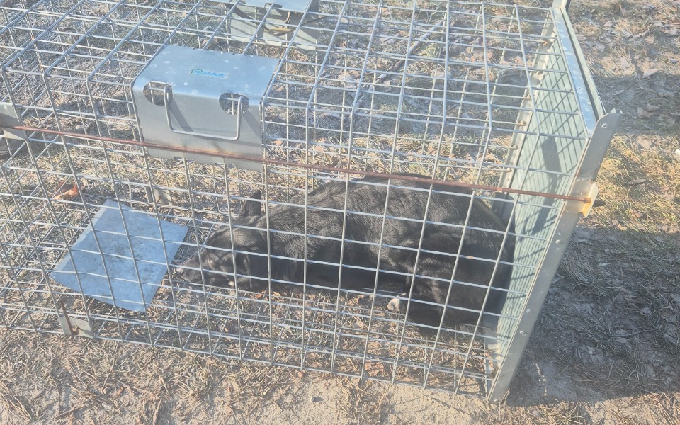 
        Kot w klatce, odpoczywający na trawie.
    