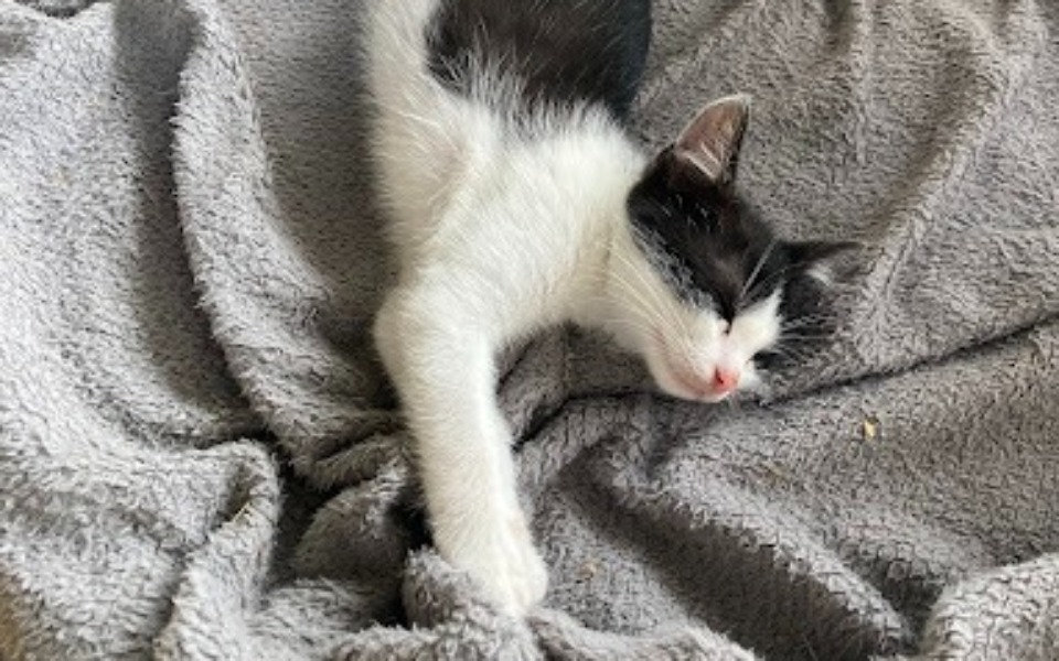 
        Śpiący kot na miękkim kocu.
    