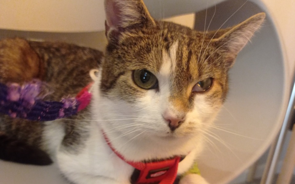 
        Kot w uprzęży, siedzący na białym krześle.
    