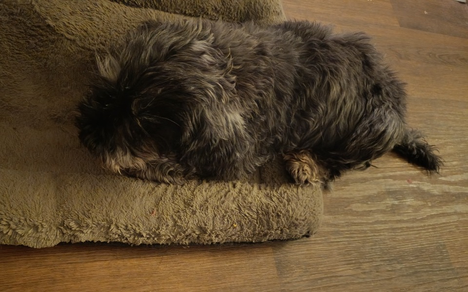 
        Pies leży na miękkim kocu, odpoczywając w domowym otoczeniu.
    